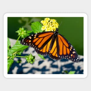 Monarch Butterfly Sticker